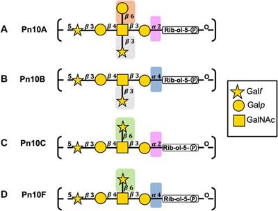 Modeling of pneumococcal serogroup 10 capsular polysaccharide molecular conformations provides insight into epitopes and observed cross-reactivity